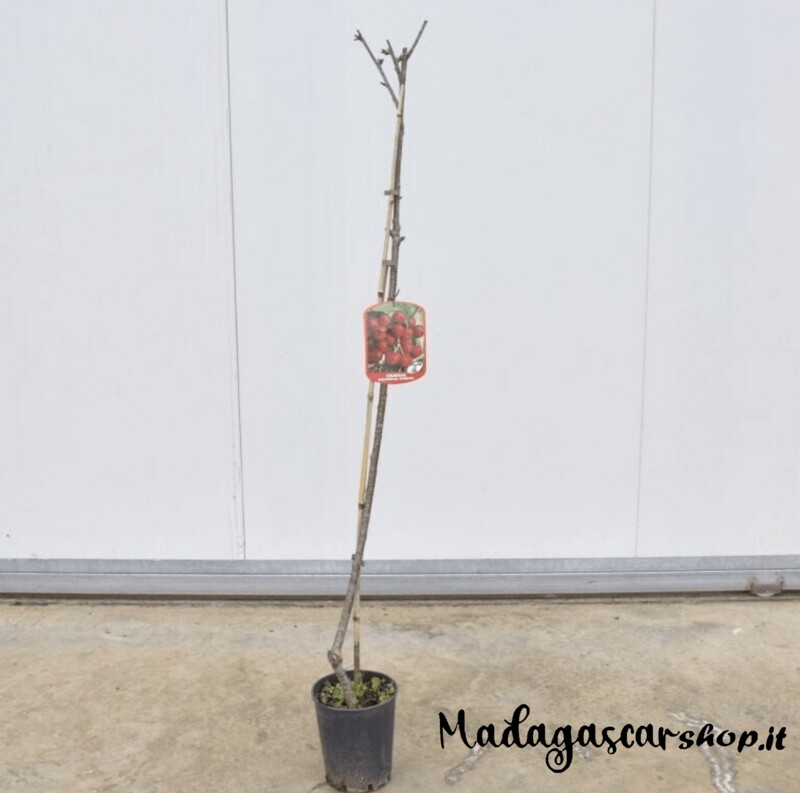Albero di Ciliegio Ferrovia