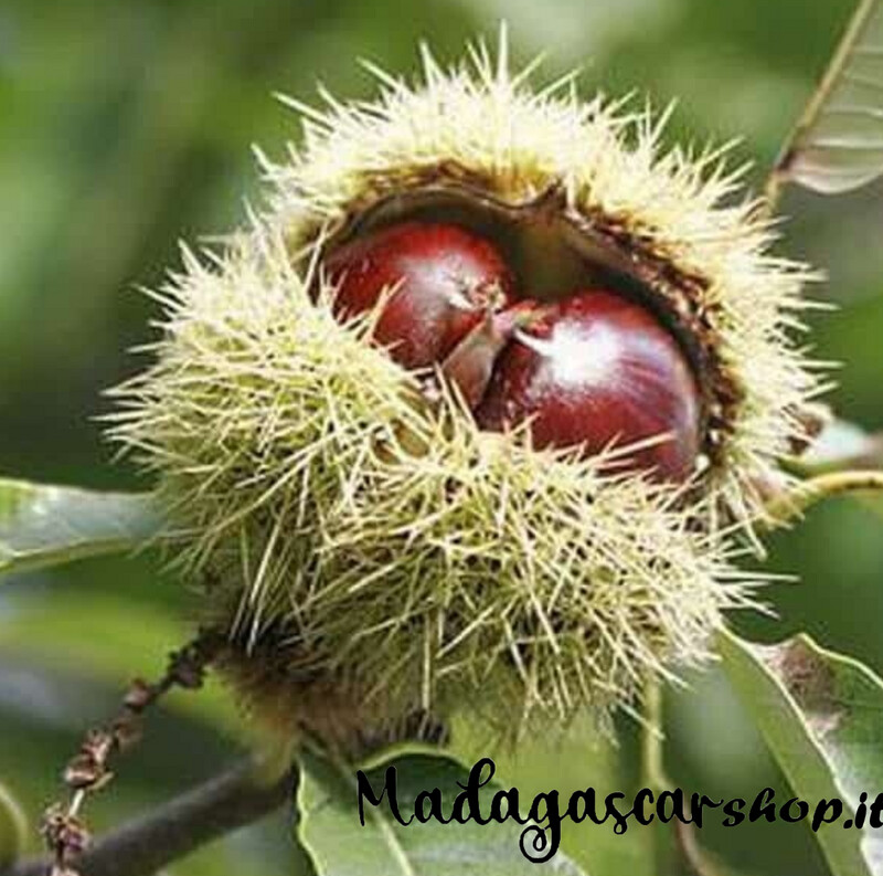 Albero di Castagne Marrone