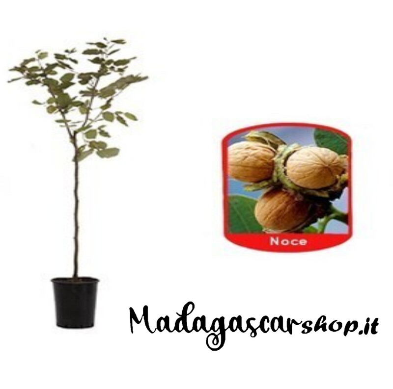 Albero di Noce
