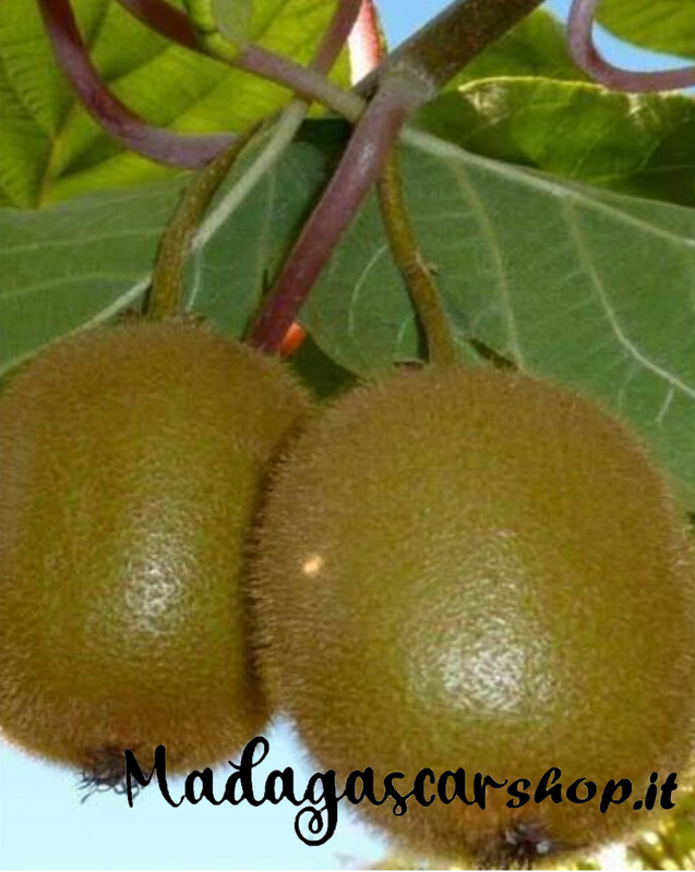 Albero di Kiwi
