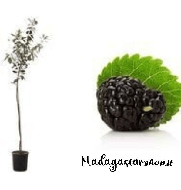 Albero di Gelso Nero