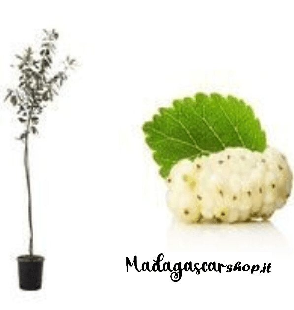 Albero di Gelso Bianco