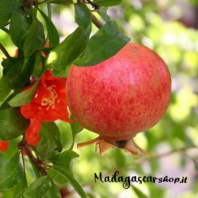Albero Melograno Mollar de Elche