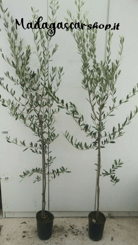 Pianta di olivo Carolea