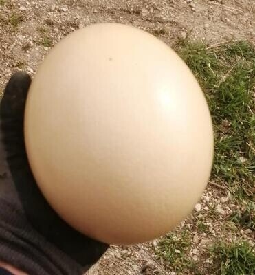 Uovo di struzzo