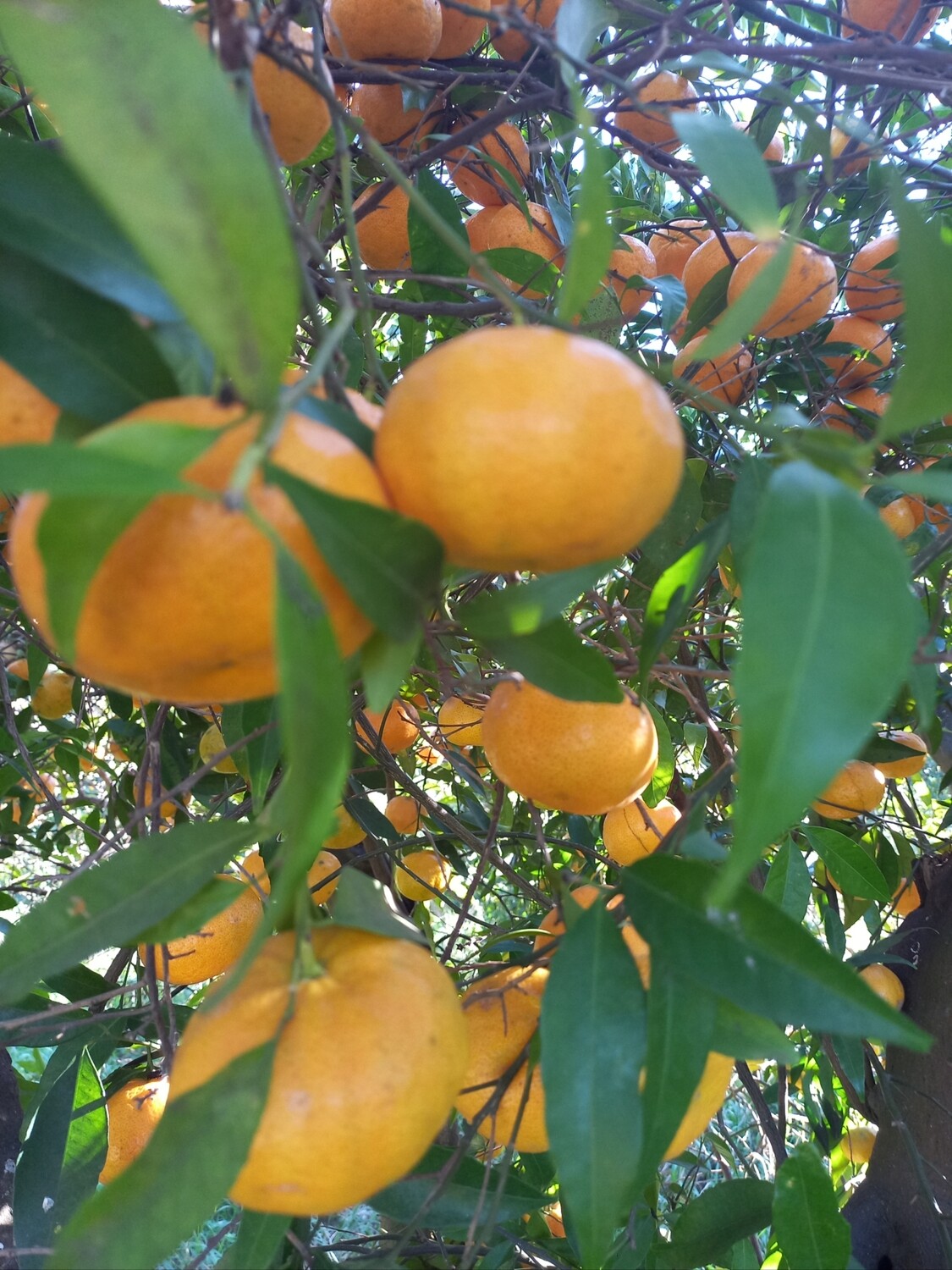 Mandarini non trattati kg 1