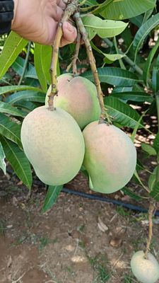 Mango siciliano 5kg 