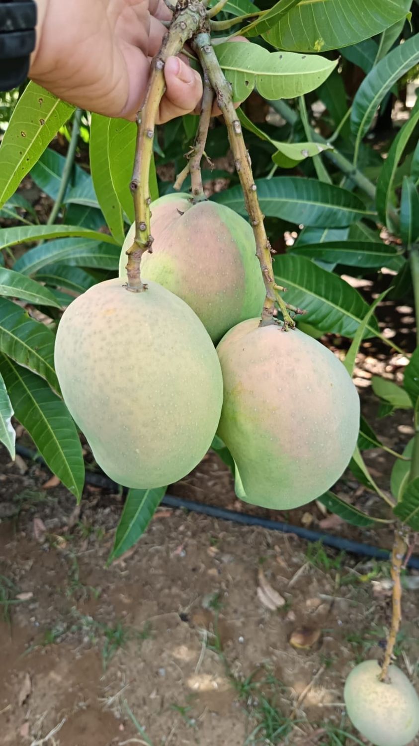 Mango siciliano 1kg