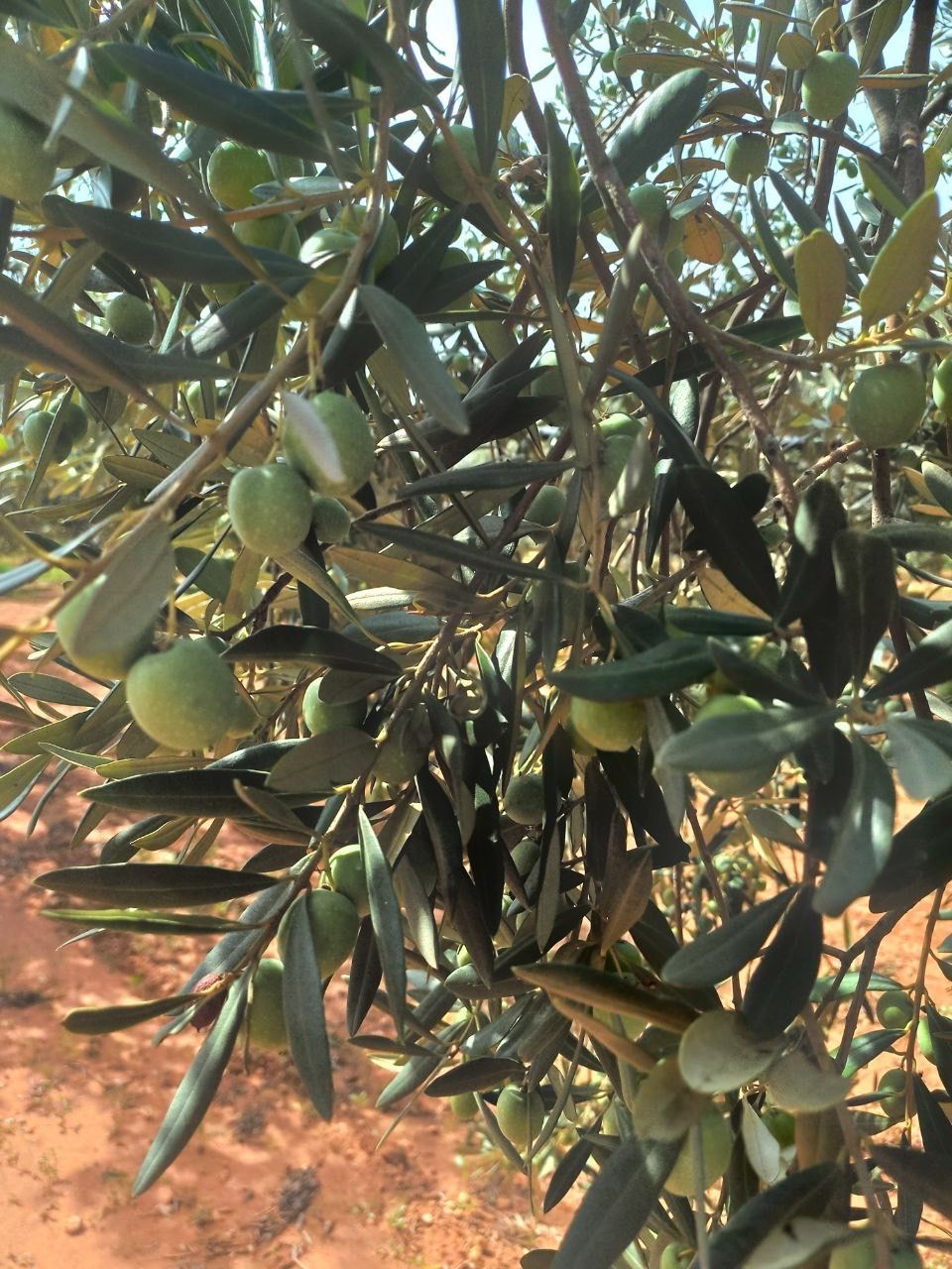 Olio Nuovo "campagna olearia 2025/2026" 20LT