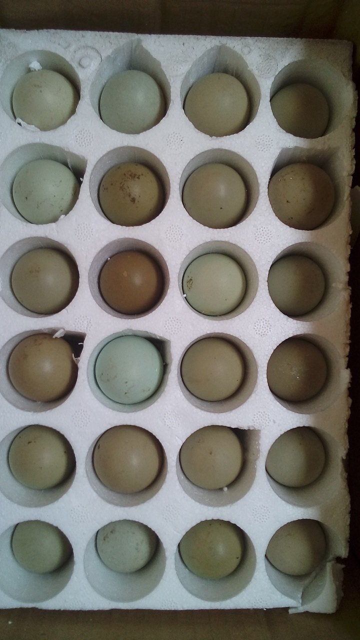 Uova Feconde di Fagiano e Quaglia