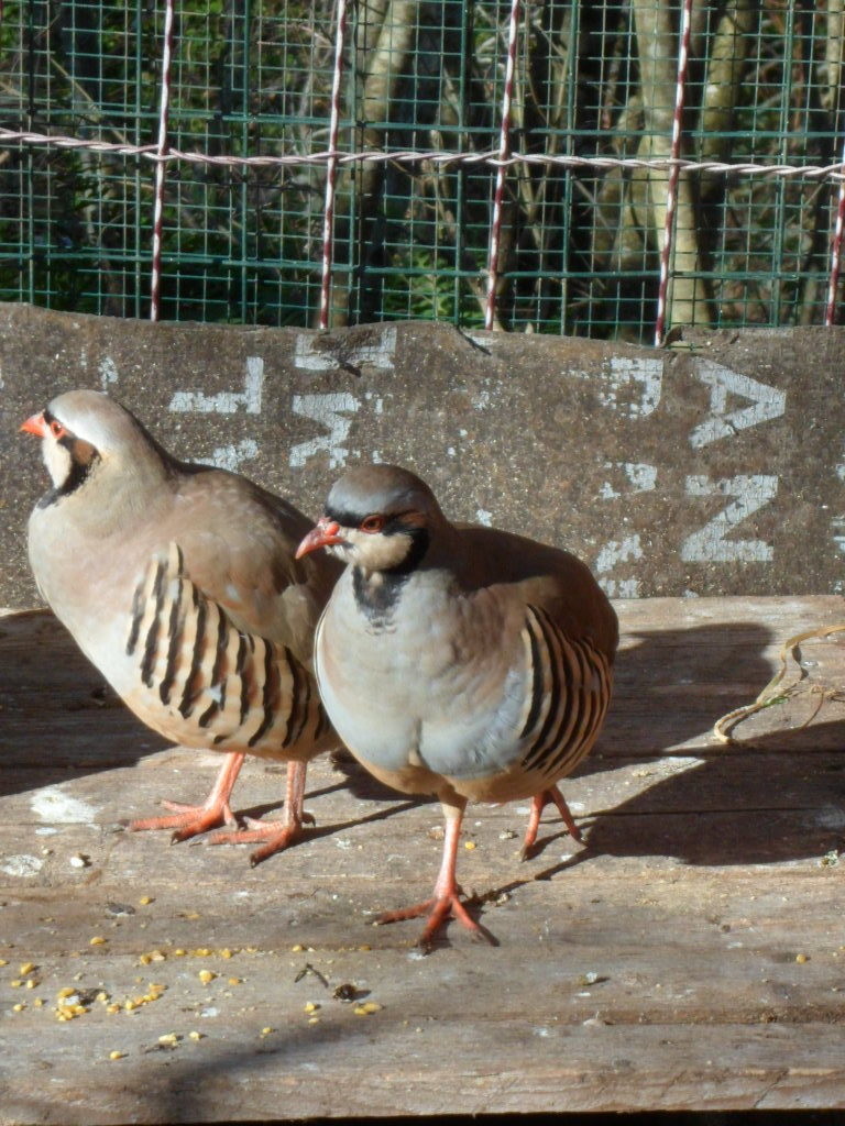 Coturnice
