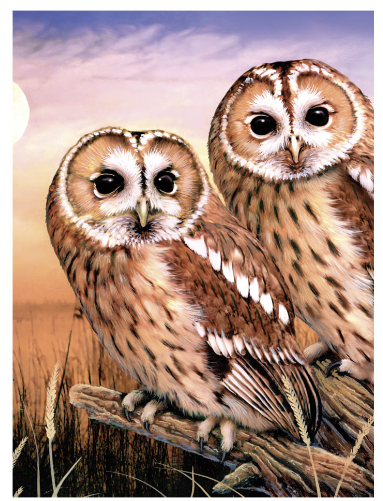Standard PBN -  Tawny Owls