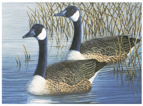 Large PBN - Geese