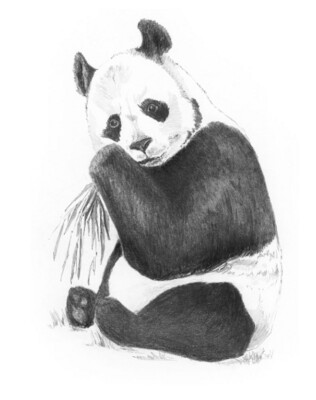Mini Sketching - Panda