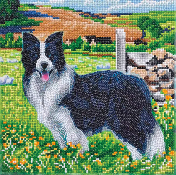 Crystal Art Pup in Field 1b