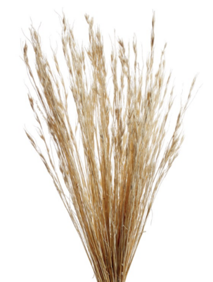 Tall Grass Bundle