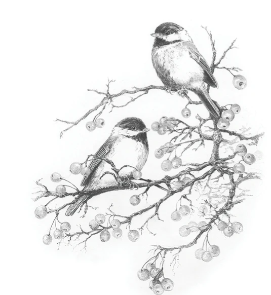 Sketching - Chickadees and Berries