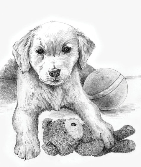 Sketching - Puppy and Teddy
