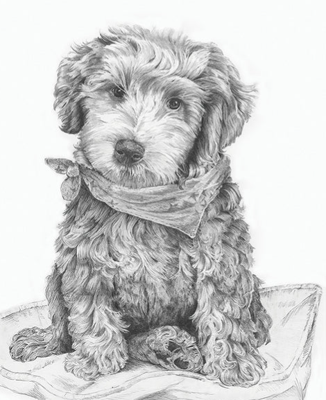 Sketching - Labradoodle