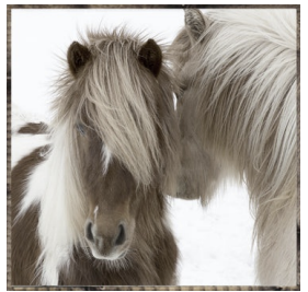 Horses
