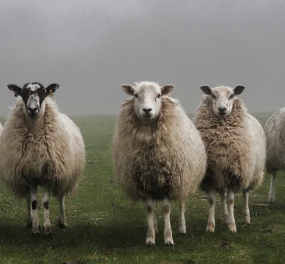 Sheep Herd