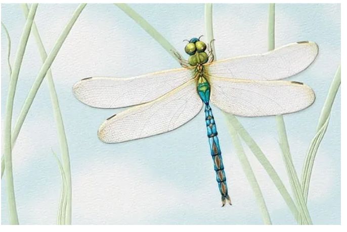 Green Darner