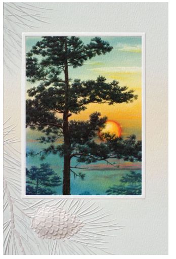 Sunset Through Pines