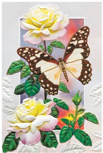 White Lady Swallowtail