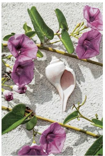 Dune Flowers &amp; Shell