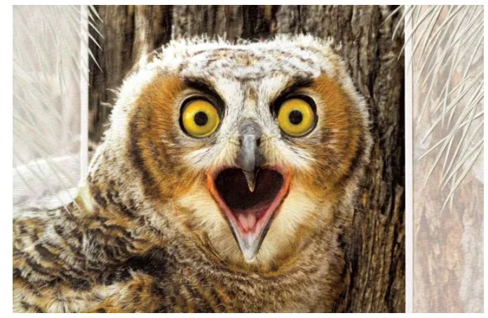 Great Horned Owlett