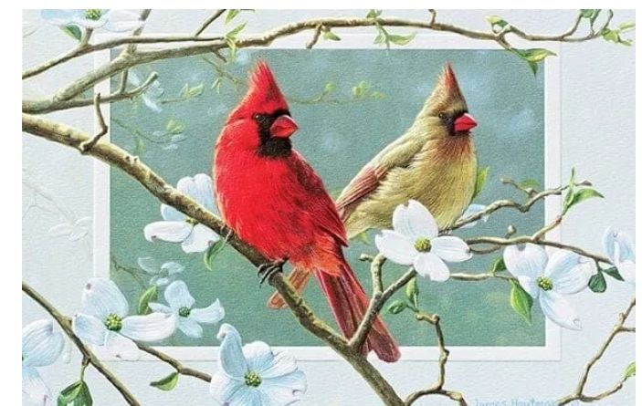 Cardinals in Dogwood