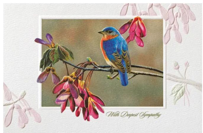 Bluebird in Maple Insp