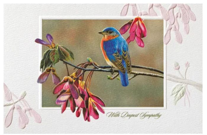 Bluebird in Maple