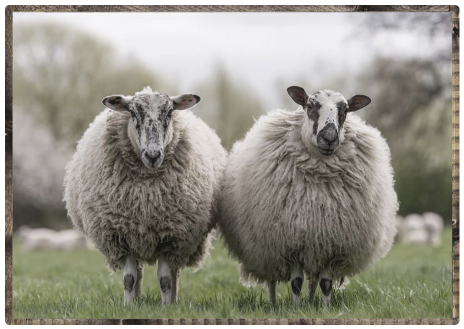 Sheep Couple