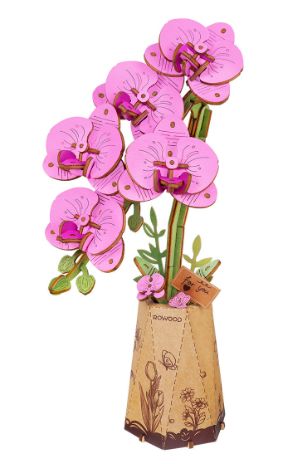 Rowood Purple Moth Orchid