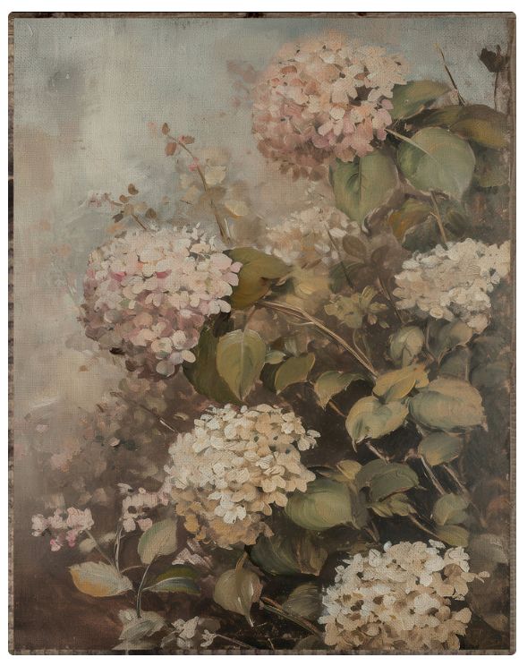 LHH Hydrangea Plant