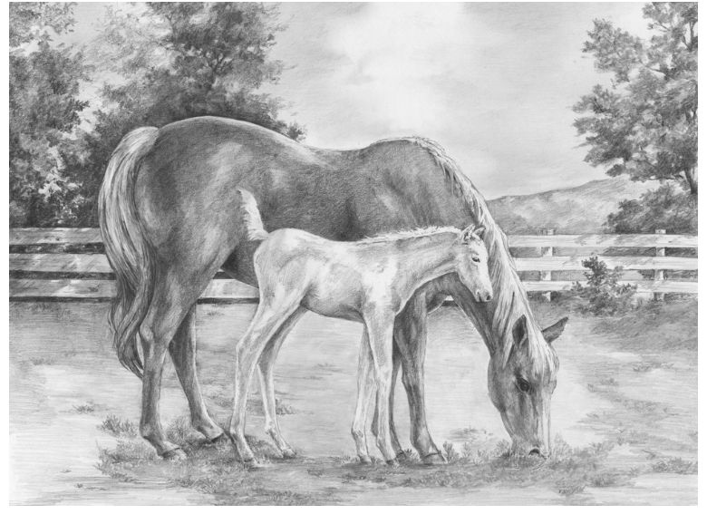 Sketching Made Easy - Horse and Colt