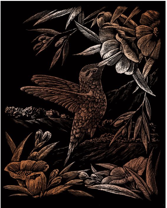 Engraving Art Hummingbird