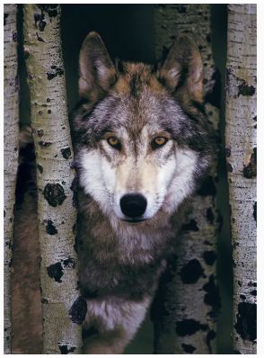Eurographics Puzzle 1000pc - Grey Wolf
