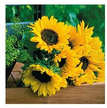 Paper Napkin - Magnificent Sunflowers