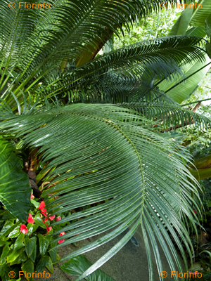 Cycas