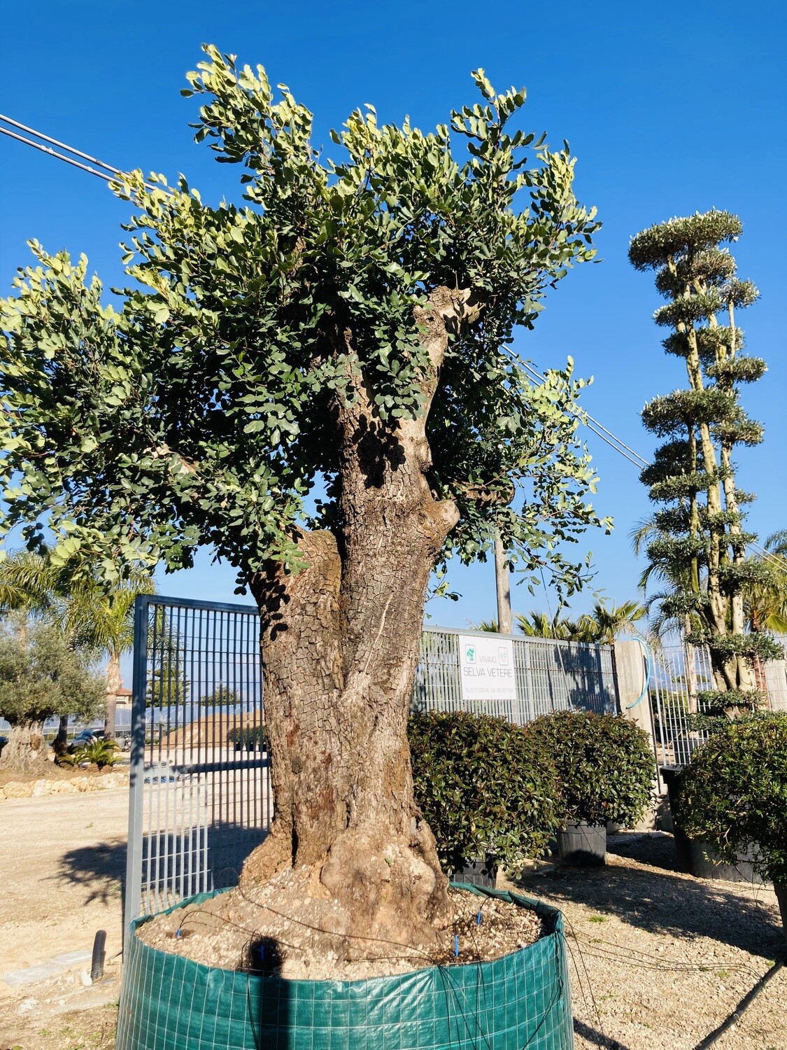 Ceratonia Siliqua (Carrubo)