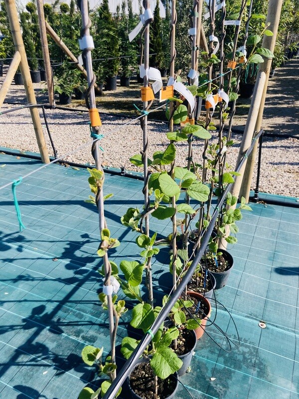 Kiwi