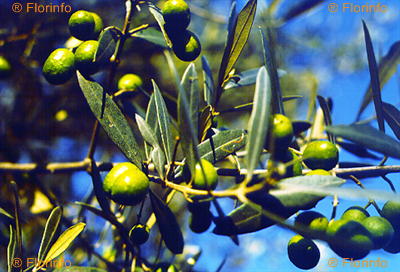 Olea europea