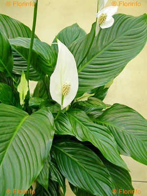 Spathiphyllum
