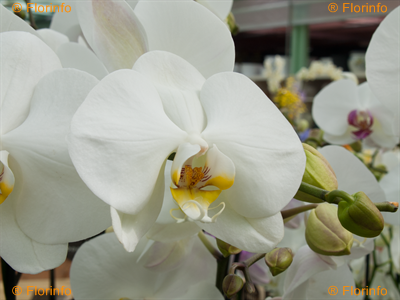 Phalenopsis