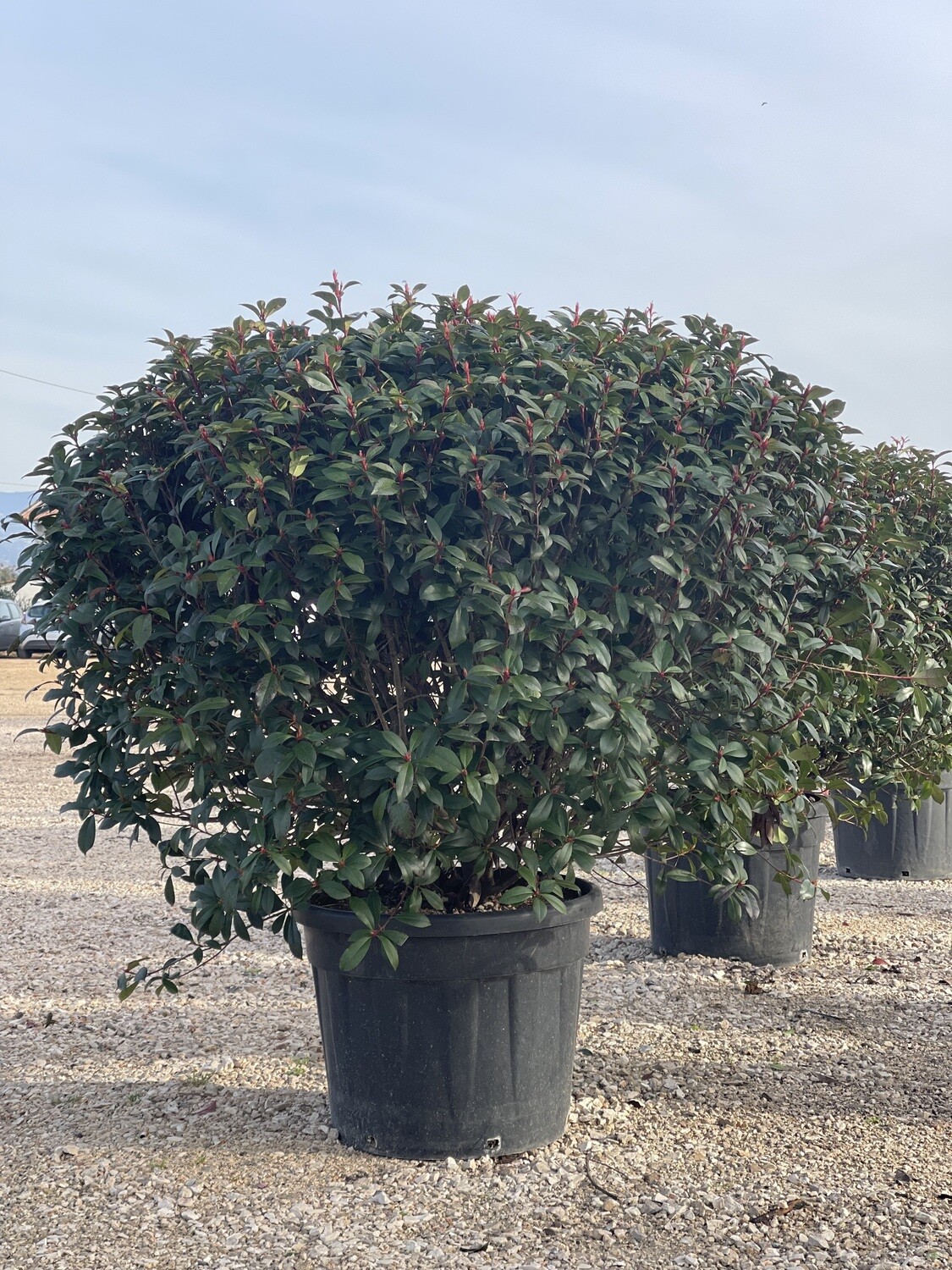 Photinia Palla