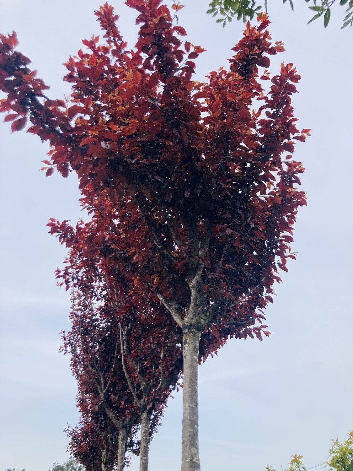 Prunus Laurocerasus