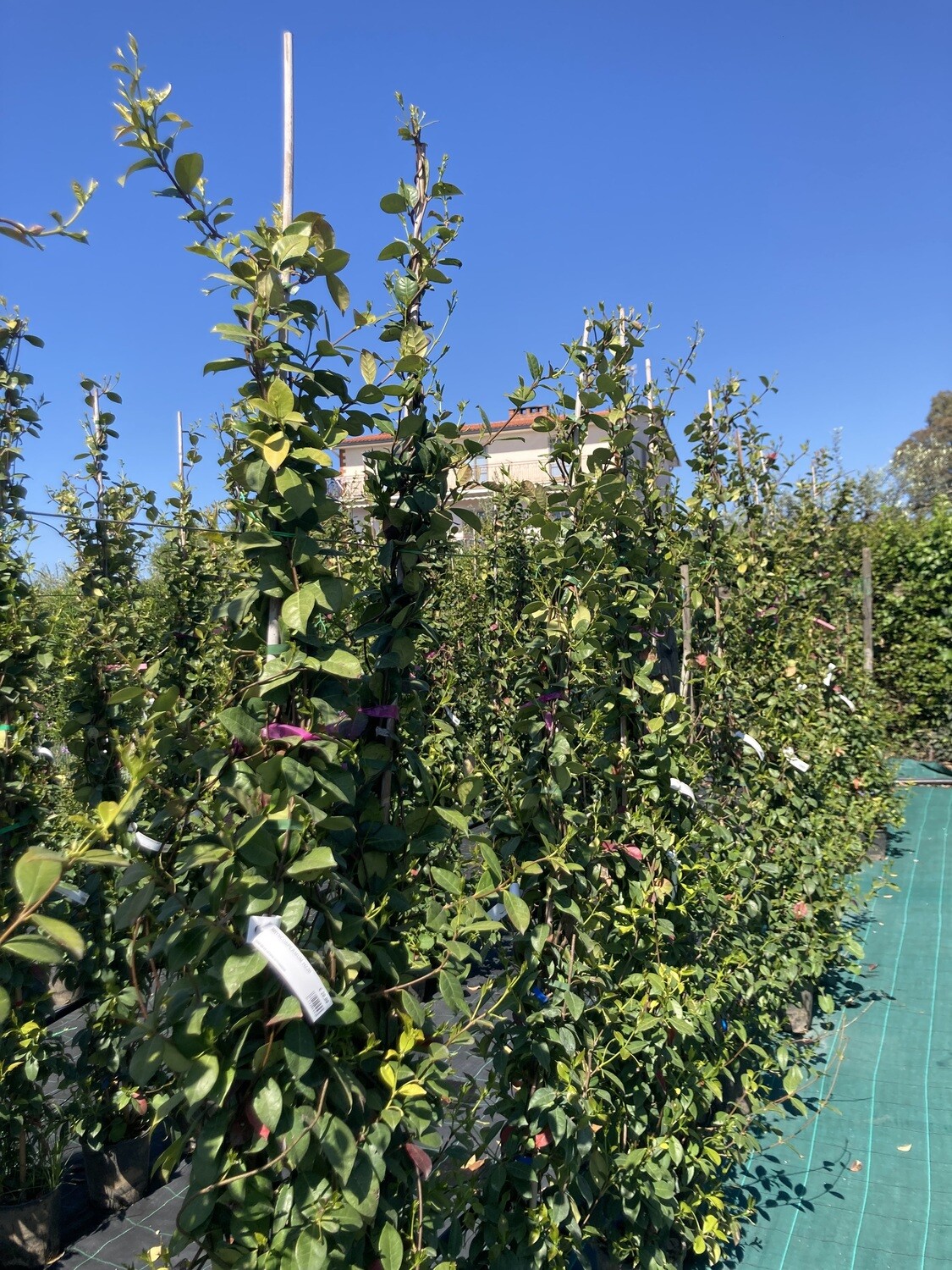 Trachelospermum Jasminoide (Falso gelsomino)
