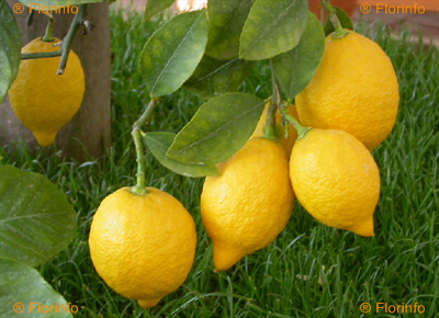 Limone